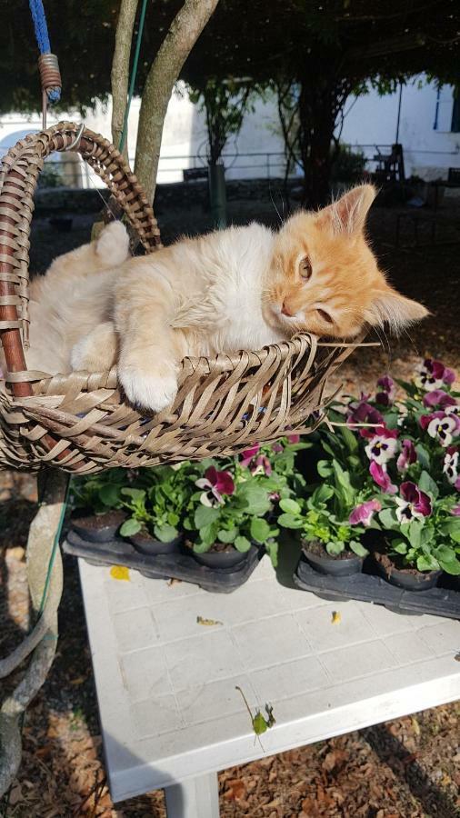 B&B Il Gatto Nero Castelveccana Exteriör bild